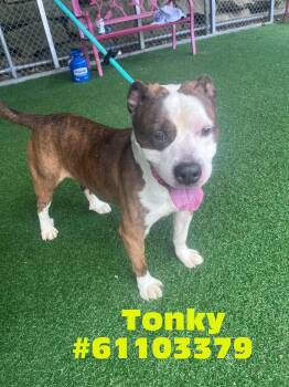 Tonky -  Pit Bull Terrier Dog for Adoption in Wilkes-barre, Pennsylvania - Tonky | PetCurious