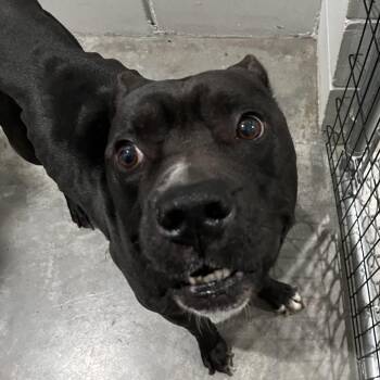 Gator -  American Bully Dog for Adoption in Richmond Hill, Georgia - Gator | PetCurious