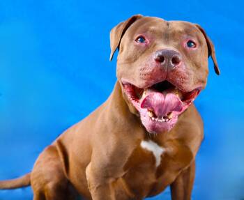 Pit Bull Terrier Dogs Available for Adoption in Pasadena, California - PETER | PetCurious