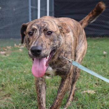 Buddy -  Labrador Retriever and Mixed Breed Dog for Adoption in Springfield, Illinois - Buddy | PetCurious