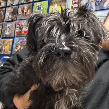 Gomez Adams -  Schnauzer Dog for Adoption in Savannah, Georgia - Gomez Adams | PetCurious