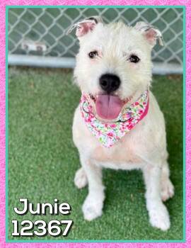 JUNIE -  Terrier Dog for Adoption in Marietta, Georgia - JUNIE | PetCurious