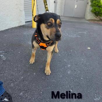 Melina Baker OS CA PDR -  German Shepherd Dog Dog for Adoption in Las Vegas, Nevada - Melina Baker OS CA PDR | PetCurious