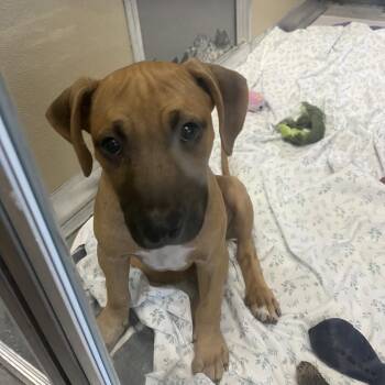 Bernie -  Shepherd and Mixed Breed Dog for Adoption in Wilmington, Delaware - Bernie | PetCurious