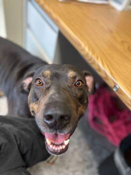 Rottweiler and Husky Dogs Available for Adoption - Mavrick | PetCurious