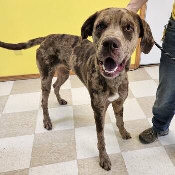 Rescue Great Dane and Catahoula Leopard Dog Dogs for Adoption in Kingman, Kansas - Mearl Grey | PetCurious