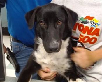 MIDNIGHT -  Terrier and Mixed Breed Dog for Adoption in Oklahoma City, Oklahoma - MIDNIGHT | PetCurious