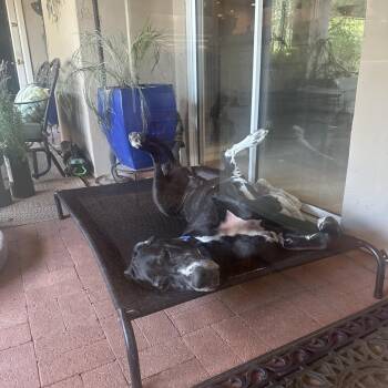Great Dane Dogs Available for Adoption in Washougal, Washington - Force | PetCurious