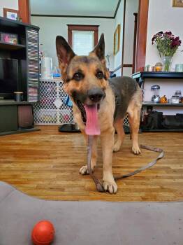 Rescue German Shepherd Dog Dogs for Adoption in Chicago, Illinois - Schnapps | PetCurious