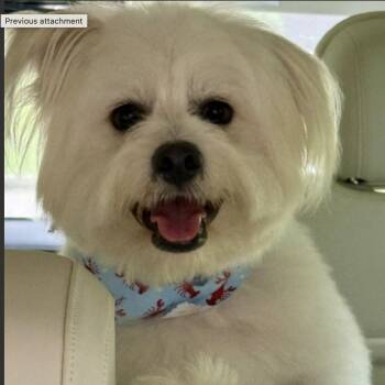 HOMER -  Maltese and Bichon Frise Dog for Adoption in Norwalk, Connecticut - HOMER | PetCurious