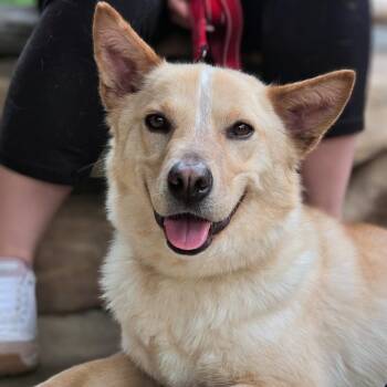 Cattle Dog Dogs Available for Adoption in Shelby, North Carolina - Frankie | PetCurious