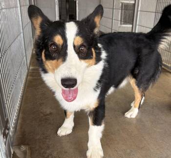 Corgi Dogs Available for Adoption - Victor | PetCurious