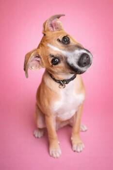 German Shepherd Dog and Vizsla Dogs Available for Adoption - Fruity Pebbles | PetCurious