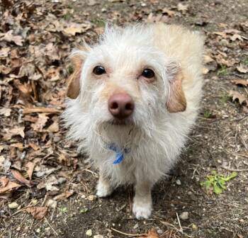 Yorkshire Terrier Dogs Available for Adoption in Manchester, New Hampshire - Whitey In NH! Come Meet Our Adoptable Dogs Wednesday-Saturday. M | PetCurious