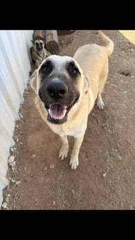 Willow -  Anatolian Shepherd Dog for Adoption - Willow | PetCurious