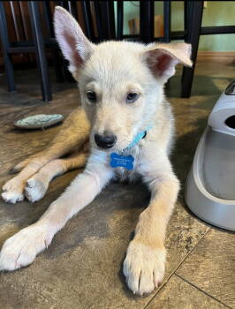 Rescue Husky Dogs for Adoption in Bothell, Washington - Ash | PetCurious