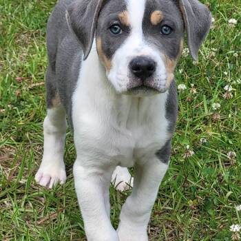 Mixed Breed Dogs Available for Adoption in Marion, Mississippi - Curly | PetCurious