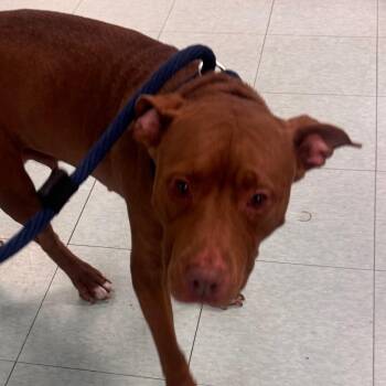 Princess Brownie -  Pit Bull Terrier Dog for Adoption in Philadelphia, Pennsylvania - Princess Brownie | PetCurious
