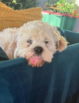 Rescue Cocker Spaniel Dogs for Adoption in Austin, Texas - Tofu | PetCurious