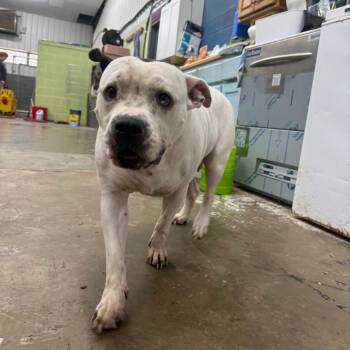 Miss Piggy -  Mixed Breed Dog for Adoption in Corbin, Kentucky - Miss Piggy | PetCurious
