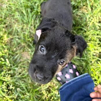 Charlotte -  German Shepherd Dog and Mixed Breed Dog for Adoption in Fairfax Station, Virginia - Charlotte | PetCurious
