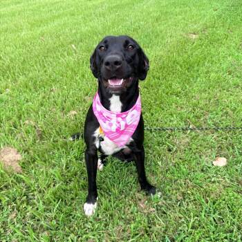 Cayenne -  Black Labrador Retriever Dog for Adoption in Angleton, Texas - Cayenne | PetCurious