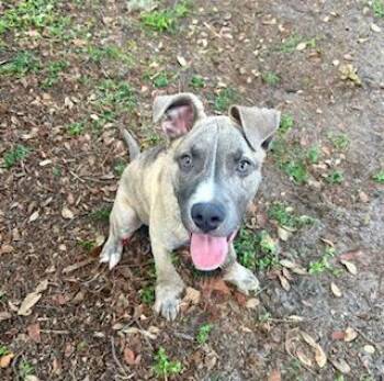 Rescue Pit Bull Terrier Dogs for Adoption in Winter Haven, Florida - Sharky | PetCurious