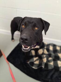 Pit Bull Terrier Dogs Available for Adoption in Noble, Oklahoma - Blue | PetCurious