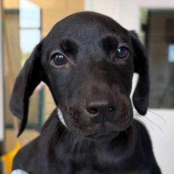 Rohana -  Black Labrador Retriever and Mixed Breed Dog for Adoption in Nashville, Tennessee - Rohana | PetCurious