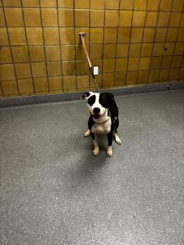 Karma -  Pit Bull Terrier Dog for Adoption in Greenfield, Indiana - Karma | PetCurious
