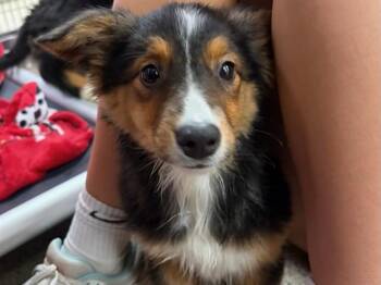 Australian Shepherd Dogs Available for Adoption in Ames, Iowa - CAJUN | PetCurious