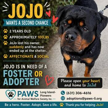 Rottweiler Dogs Available for Adoption in Huntington, New York - JOJO | PetCurious