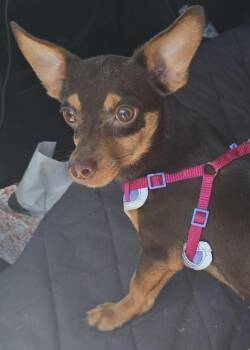 Squishy -  Chihuahua Dog for Adoption in Shorewood, Illinois - Squishy | PetCurious
