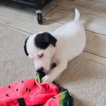 Iris C-34358 -  Mixed Breed Dog for Adoption in Oklahoma City, Oklahoma - Iris C-34358 | PetCurious