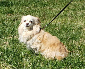 Rescue Chihuahua Dogs for Adoption - Kyra | PetCurious