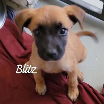 Blitz -  Mixed Breed Dog for Adoption in Buchanan Dam, Texas - Blitz | PetCurious
