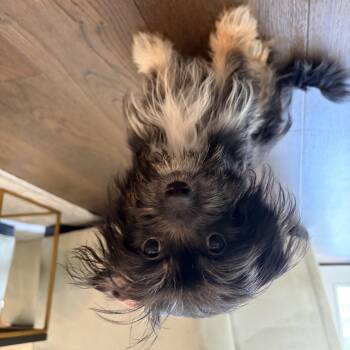Toastada -  Shih Tzu Dog for Adoption in New Orleans, Louisiana - Toastada | PetCurious