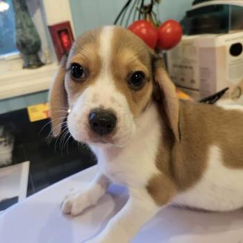 Beagle and Mixed Breed Dogs Available for Adoption in Pinellas Park, Florida - Owen | PetCurious