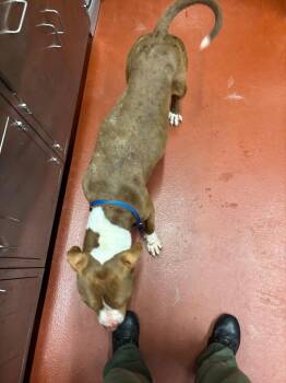 Kuzco -  Pit Bull Terrier Dog Available for Adoption in Douglasville, Georgia - Kuzco | PetCurious