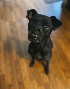 Boxer Dogs Available for Adoption - Bugsy | PetCurious