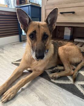 Rescue German Shepherd Dog Dogs for Adoption in Davis, California - Penny | PetCurious