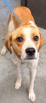 Hound and Mixed Breed Dogs Available for Adoption in Bowling Green, Kentucky - Muffin-SO SWEET! | PetCurious