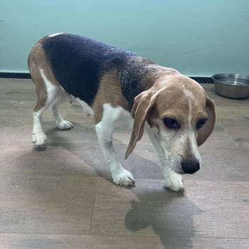 YTO8 1984 Aka Chloe-Mae -  Beagle Dog for Adoption in Loxahatchee Groves, Florida - YTO8 1984 Aka Chloe-Mae | PetCurious