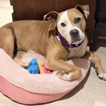 Rescue Boxer and Terrier Dogs for Adoption in Carmel Hamlet, New York - Hannah | PetCurious