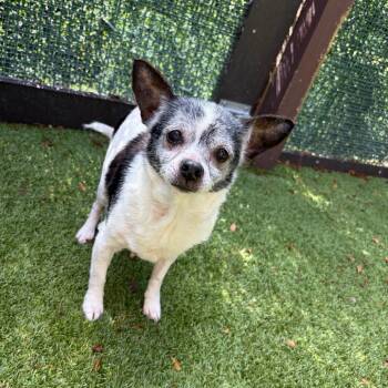 Fontana 1862 -  Chihuahua Dog for Adoption in Loxahatchee Groves, Florida - Fontana 1862 | PetCurious