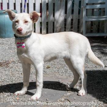 Labrador Retriever and Shepherd Dogs Available for Adoption in Wake Forest, North Carolina - Vanessa | PetCurious
