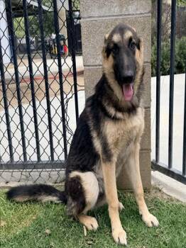 JADEN -  German Shepherd Dog Dog Available for Adoption in Riverside, California - JADEN | PetCurious