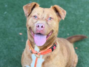 Stevie -  Pit Bull Terrier Dog for Adoption in San Diego, California - Stevie | PetCurious