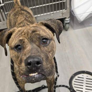 Rescue Pit Bull Terrier Dogs for Adoption in Orange, Virginia - Leza | PetCurious