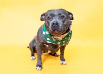 Mixed Breed Dogs Available for Adoption in North Miami Beach, Florida - Butterball | PetCurious